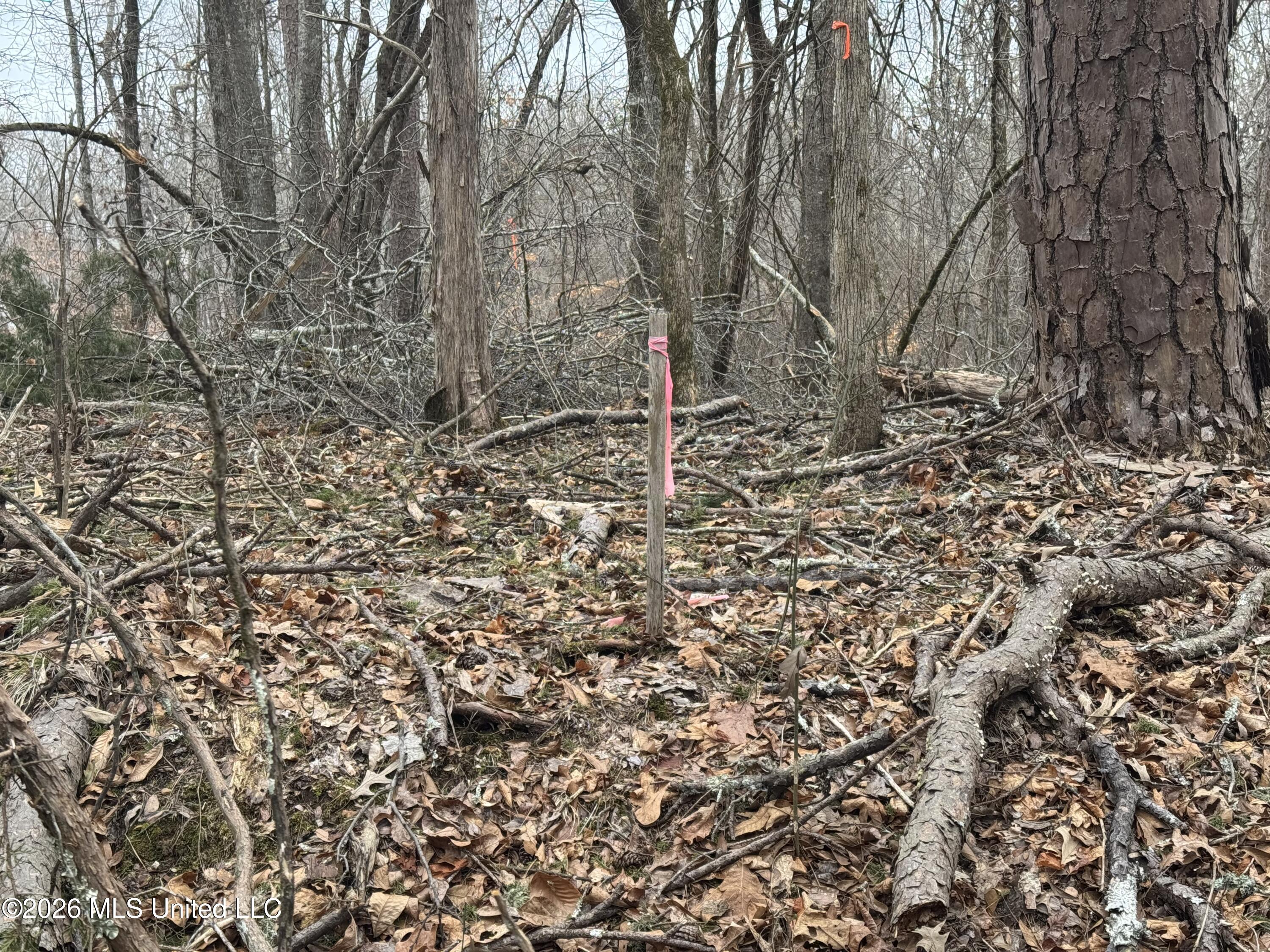 157 Eulogy Road Lexington, MS 39095 - Photo 10 of 60 Photo Feb 10 2026, 10 07 11