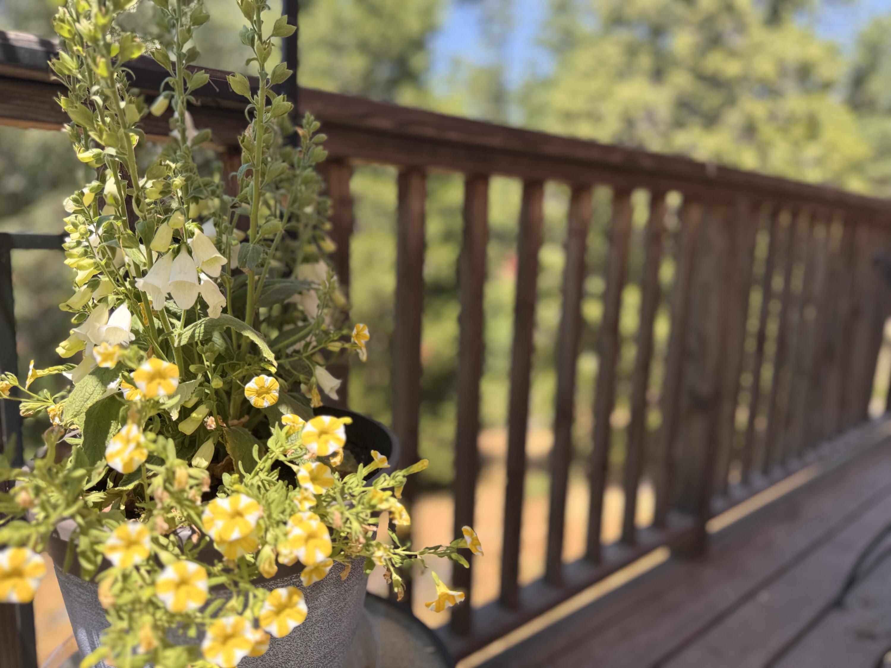 51911 Hogback Miramonte, CA 93641 - Photo 22 of 49 a view of a backyard of a house