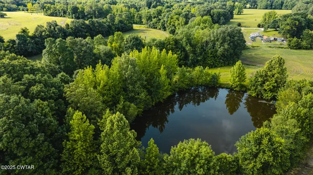 a view of a yard with plants