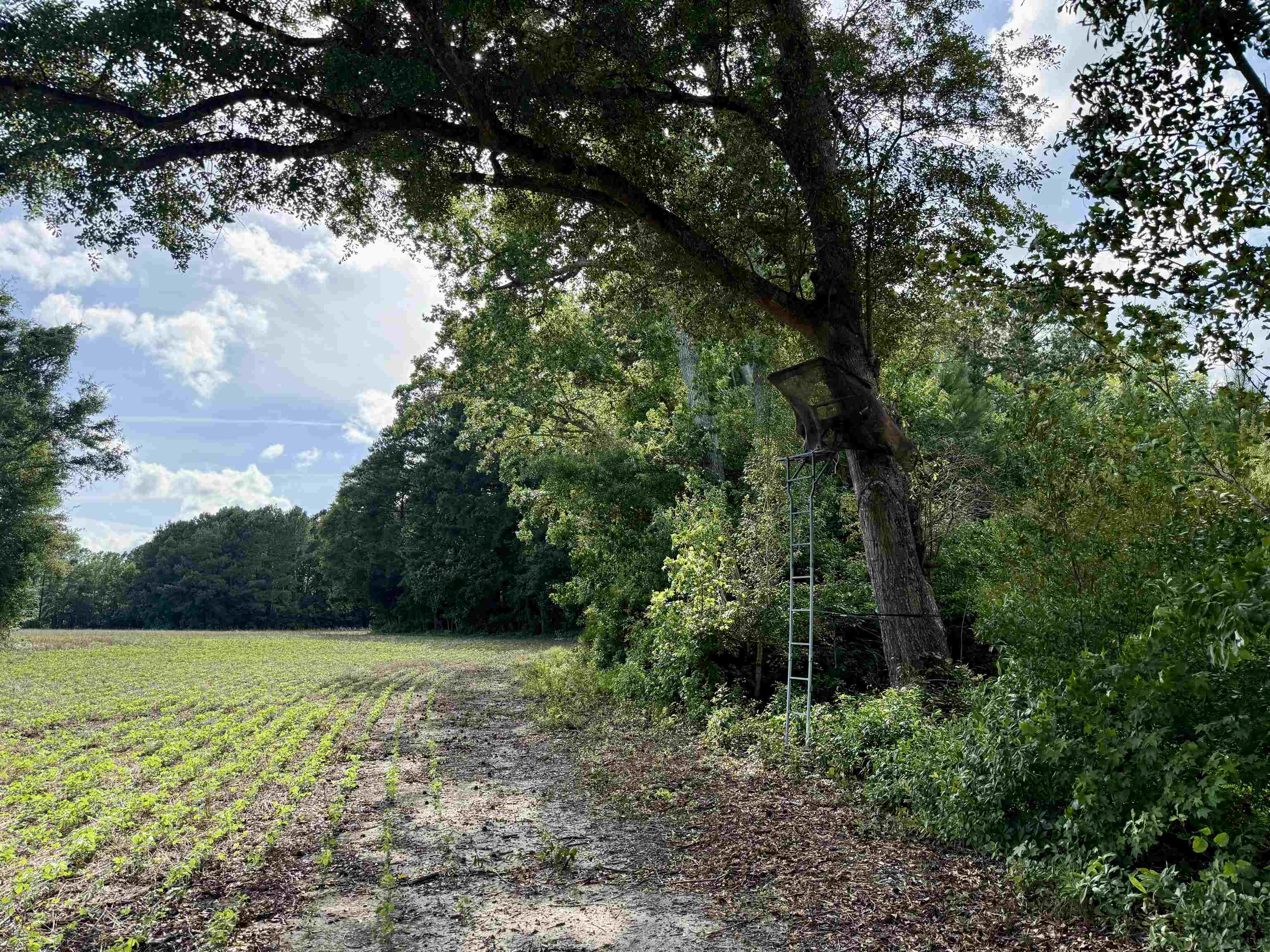 85-acres - Muddy Creek Road Hemingway, SC 29554 - Photo 11 of 31