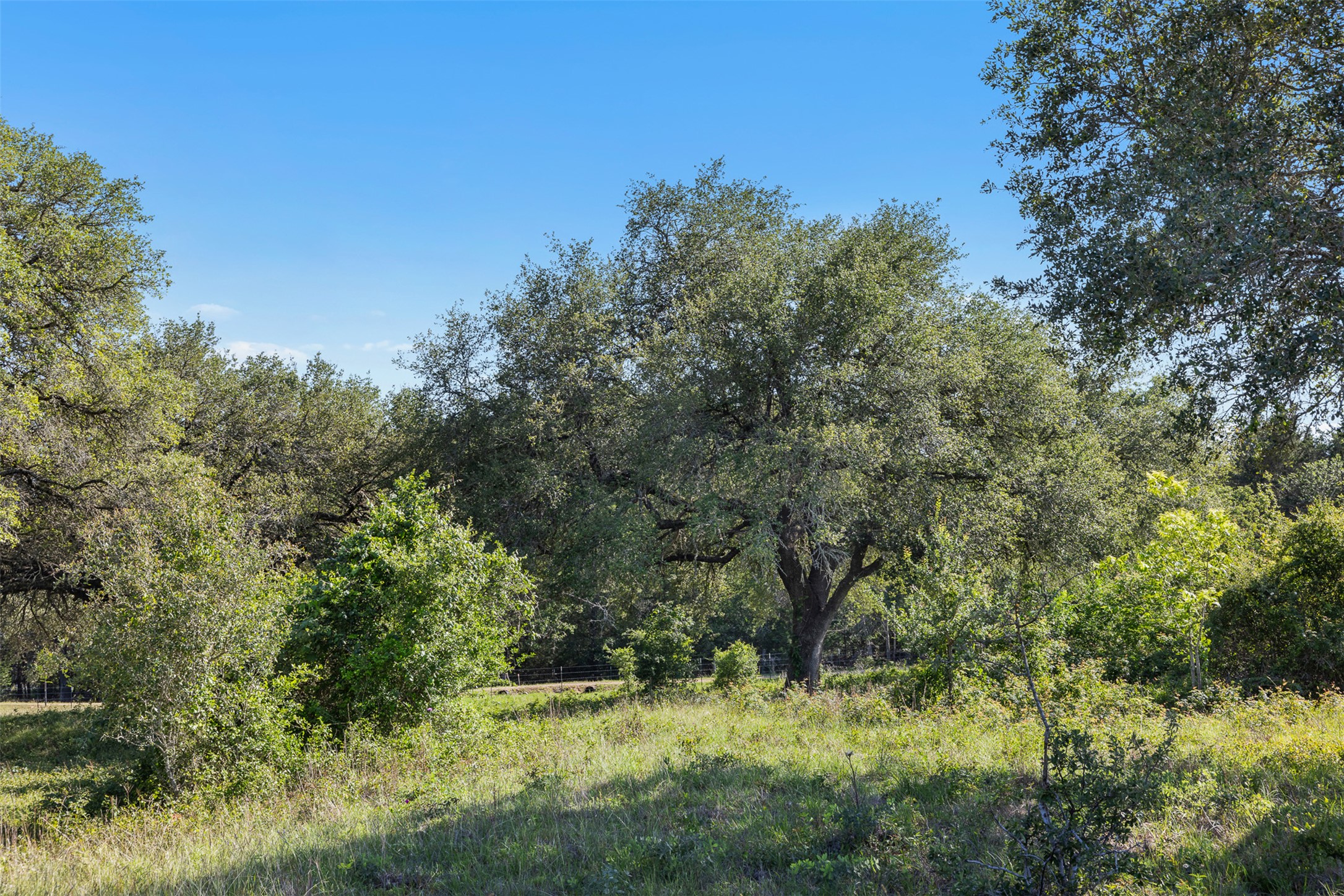 1310 North Nassau Road Round Top, TX 78954 - Photo 16 of 24