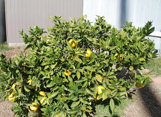 a backyard of a house with lots of green space