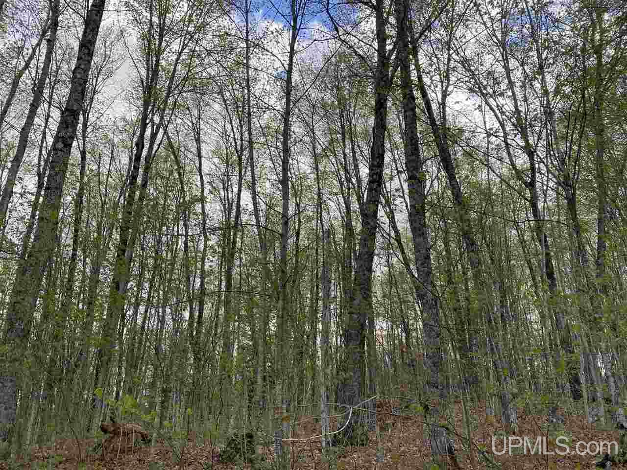 On On Chaney Cove Road, Unit LOT 1 Bessemer, MI 49911 - Photo 17 of 28