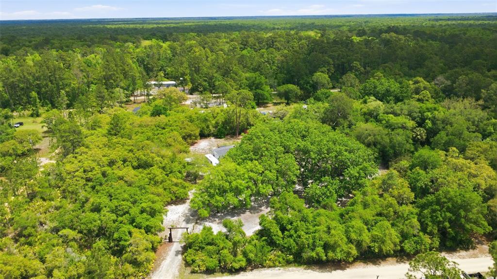 41736 Apollo Lane DeLand, FL 32720 - Photo 43 of 49 a view of a lush green forest with lots of trees