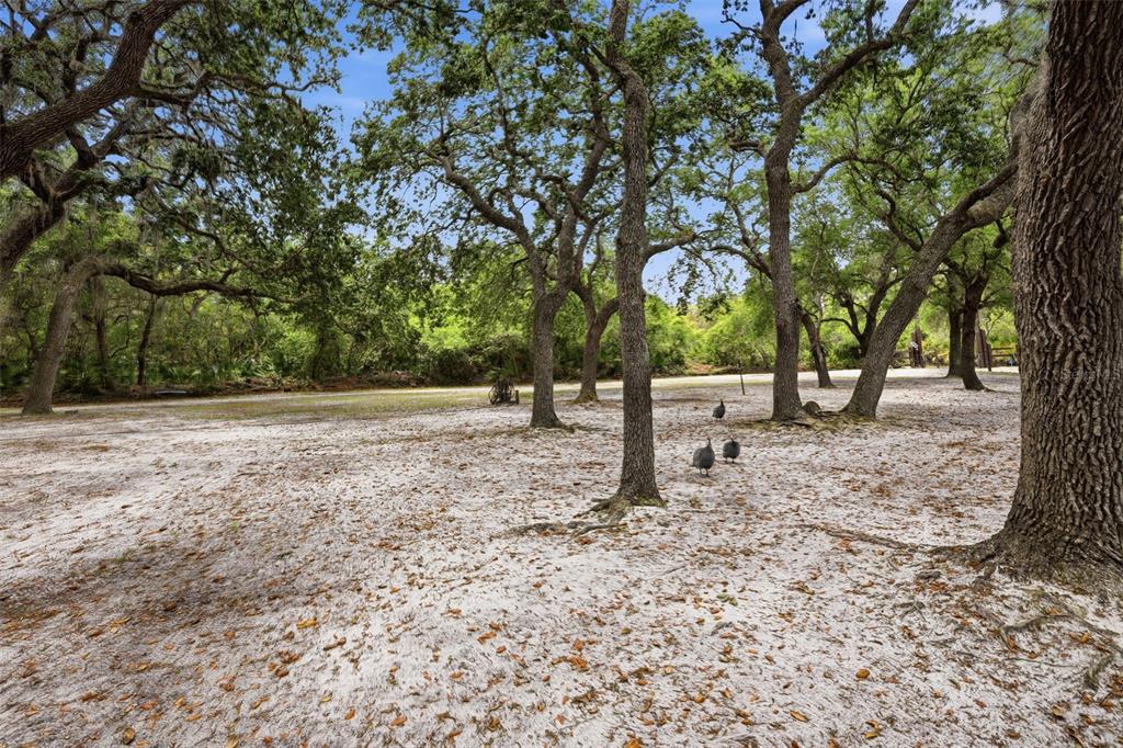 41736 Apollo Lane DeLand, FL 32720 - Photo 5 of 49 a view of backyard with green space