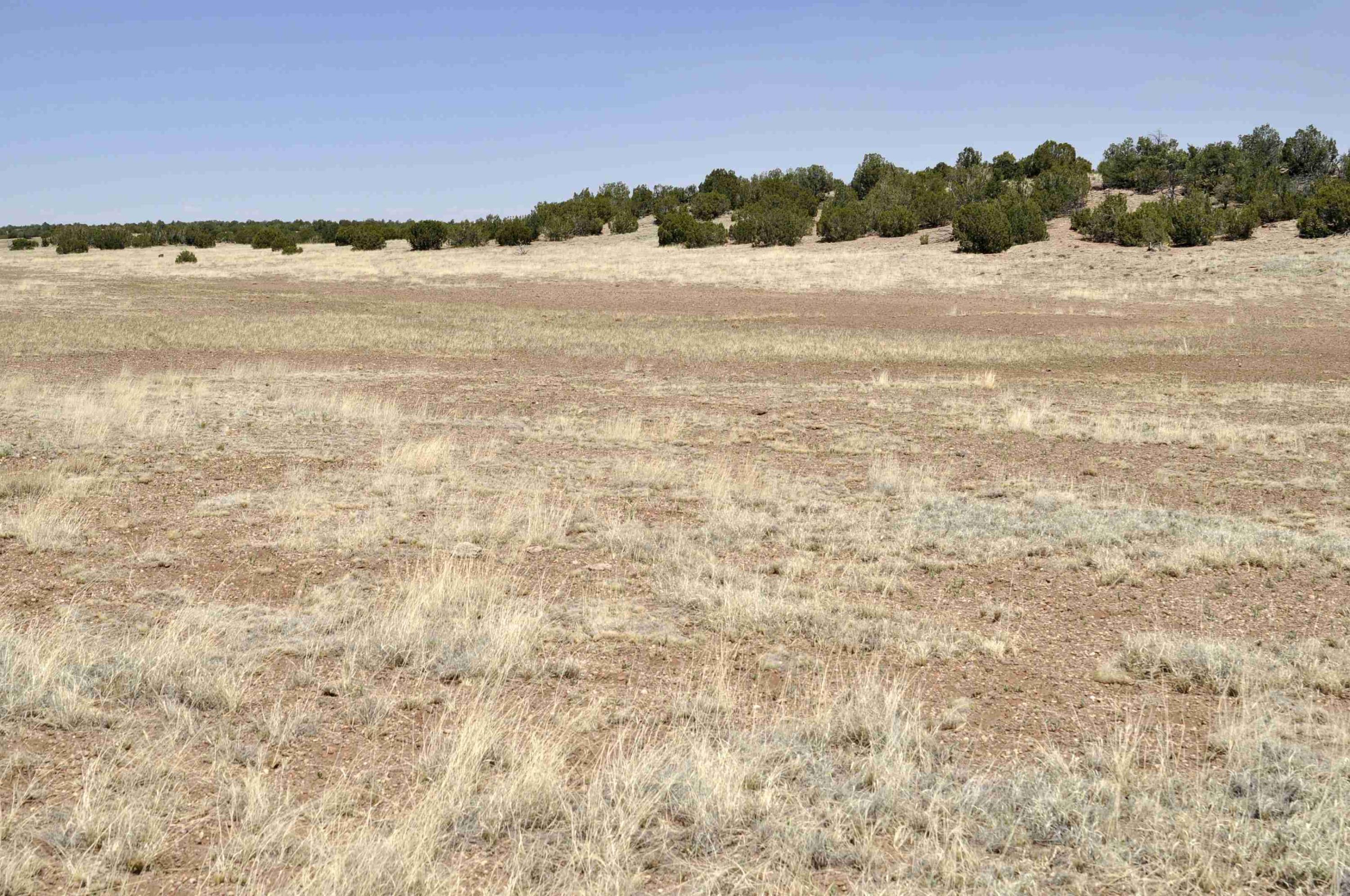 Lot 77 Pine Ridge Ranch, Unit 2 Concho, AZ 85924 - Photo 12 of 14
