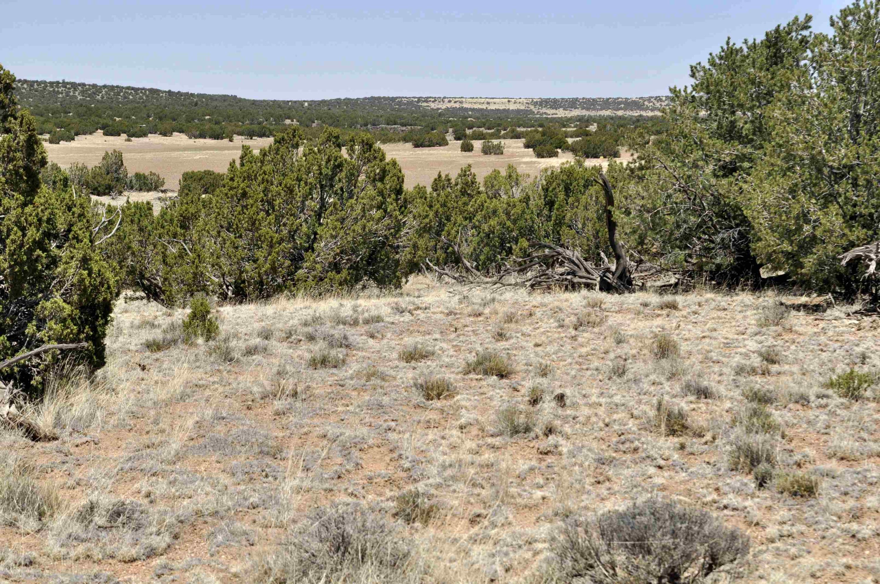 Lot 77 Pine Ridge Ranch, Unit 2 Concho, AZ 85924 - Photo 4 of 14