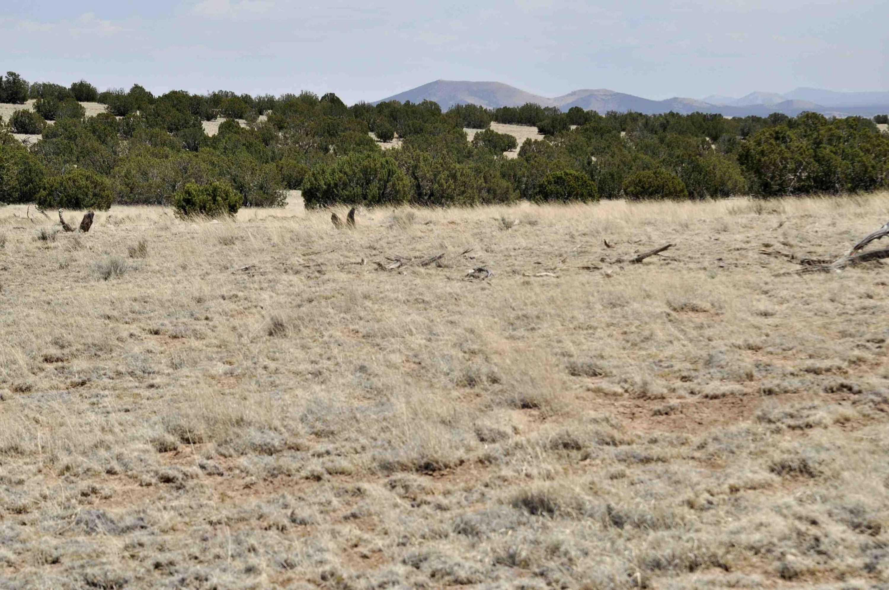 Lot 77 Pine Ridge Ranch, Unit 2 Concho, AZ 85924 - Photo 6 of 14