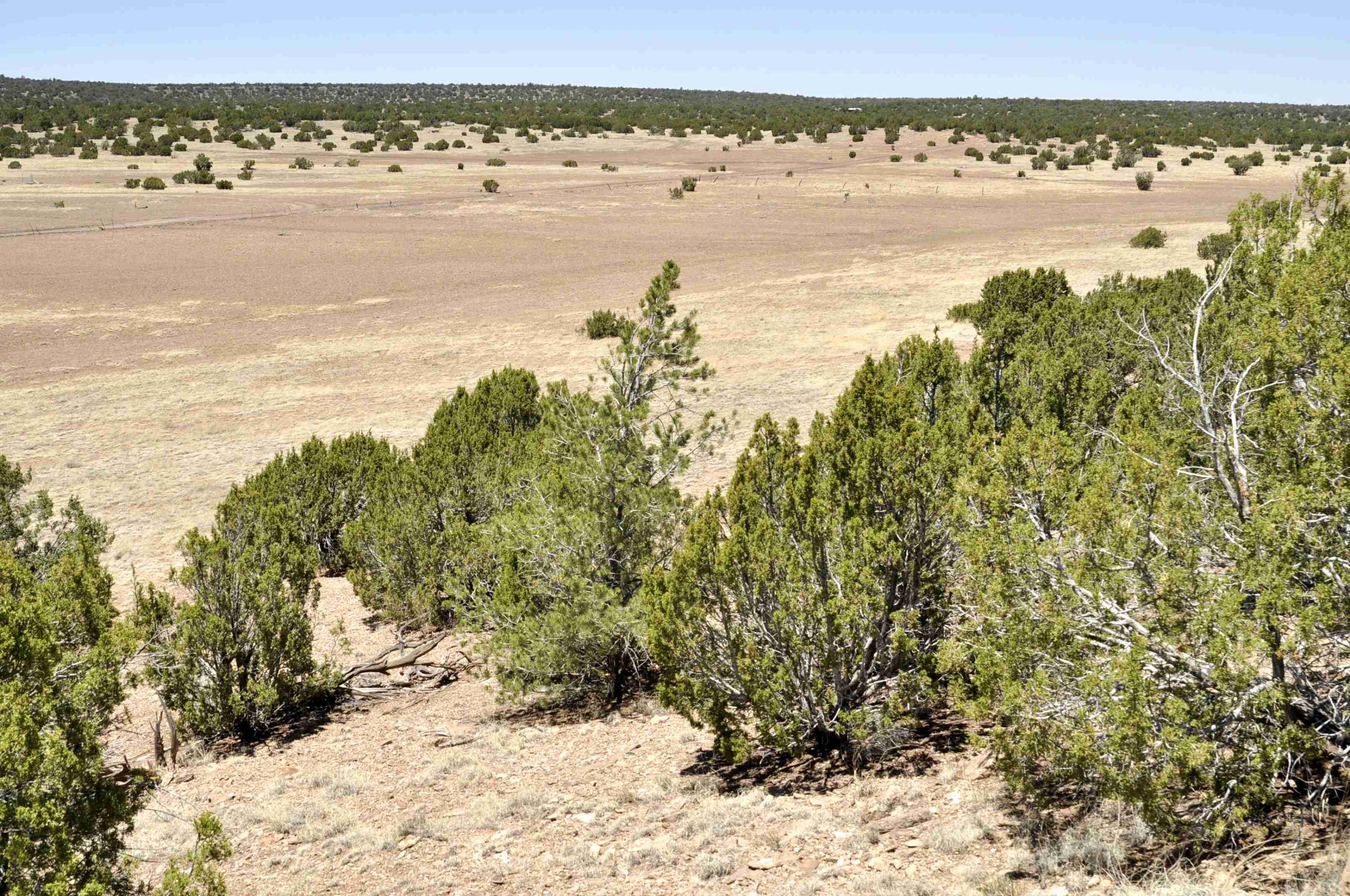 Lot 77 Pine Ridge Ranch, Unit 2 Concho, AZ 85924 - Photo 10 of 14