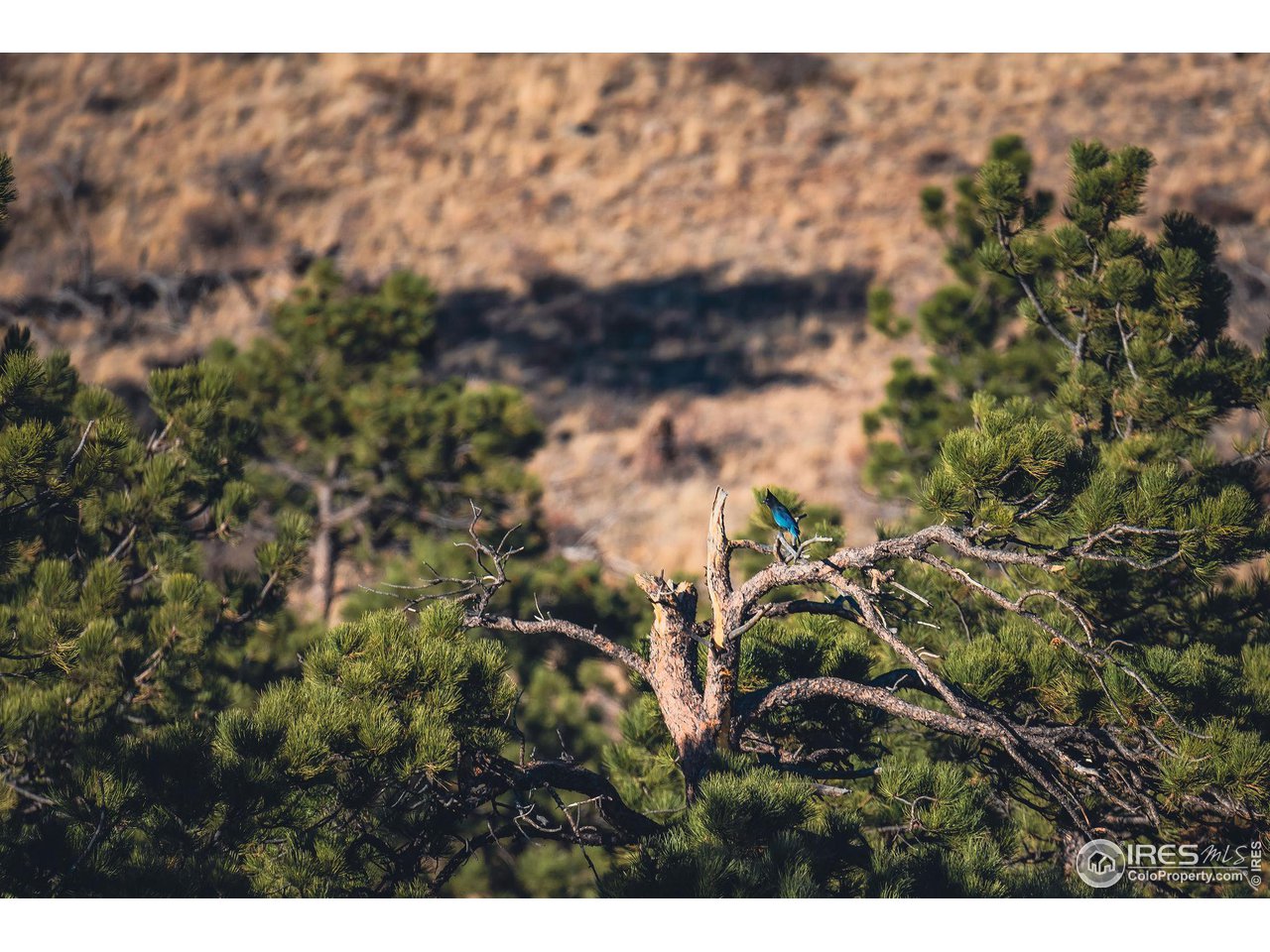 0 Red Feather Lakes Road, Unit 18 Livermore, CO 80536 - Photo 20 of 39