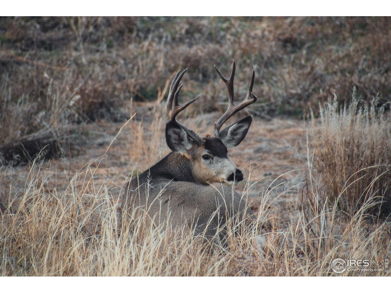 0 Red Feather Lakes Road, Unit 18 Livermore, CO 80536 - Photo 2 of 39