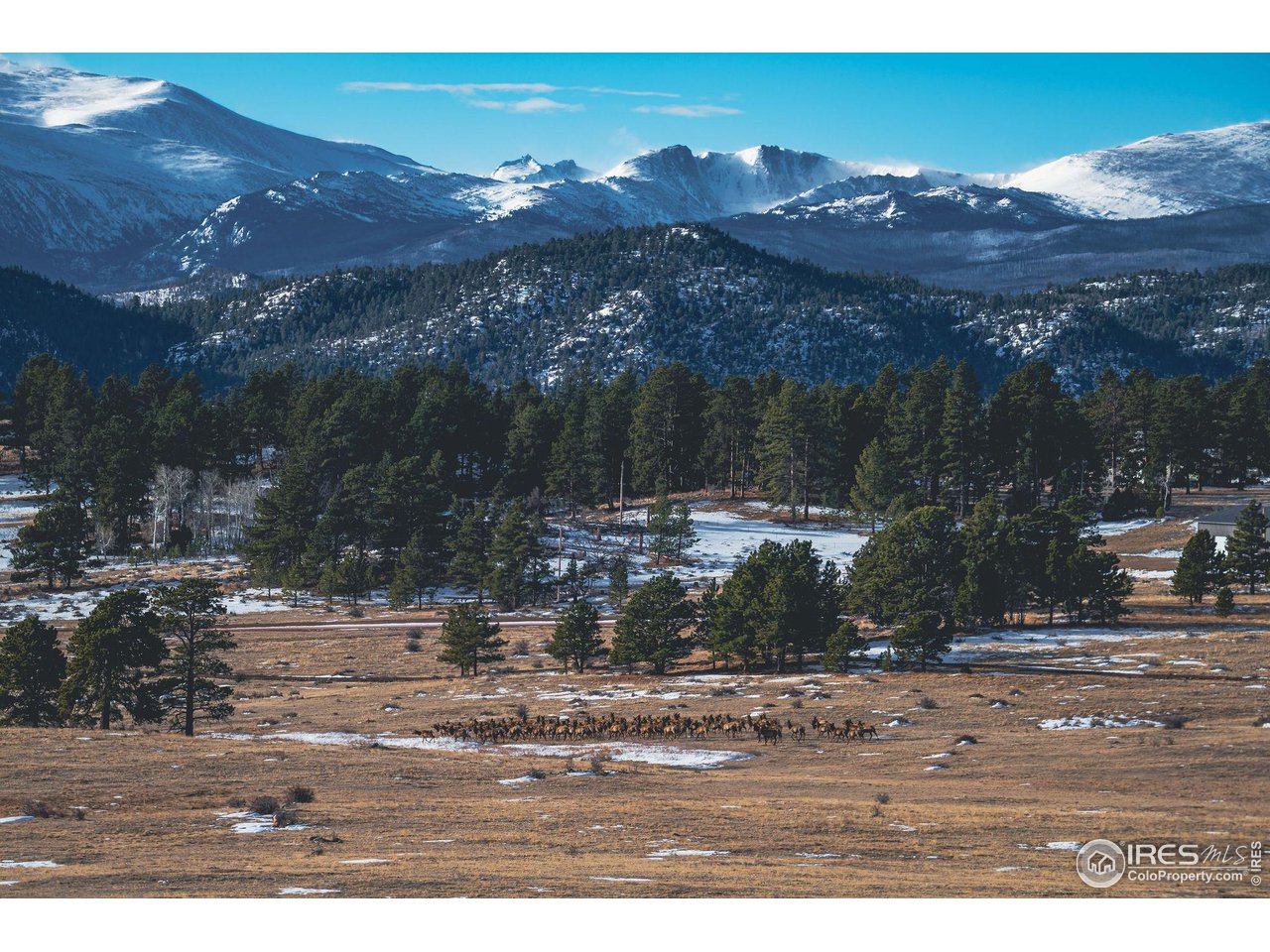 0 Red Feather Lakes Road, Unit 18 Livermore, CO 80536 - Photo 5 of 39 A heard of Elk visiting the Ranch!