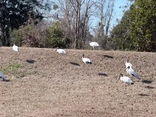 $11,950 | 152-155 Dogwood Lane, Midway, GA 31320