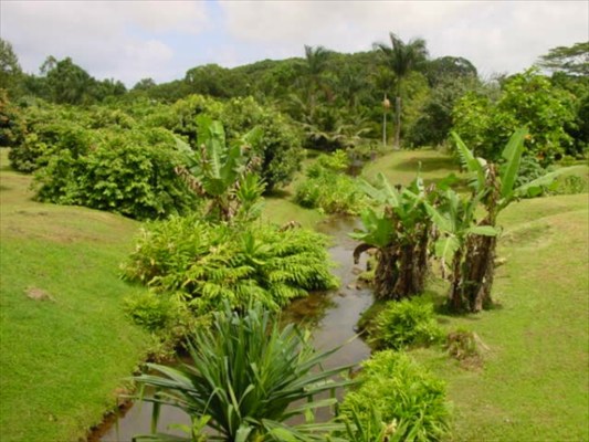4 Kahuna Road, Unit 2 Kapaa, HI 96746 - Photo 5 of 9 a view of a garden