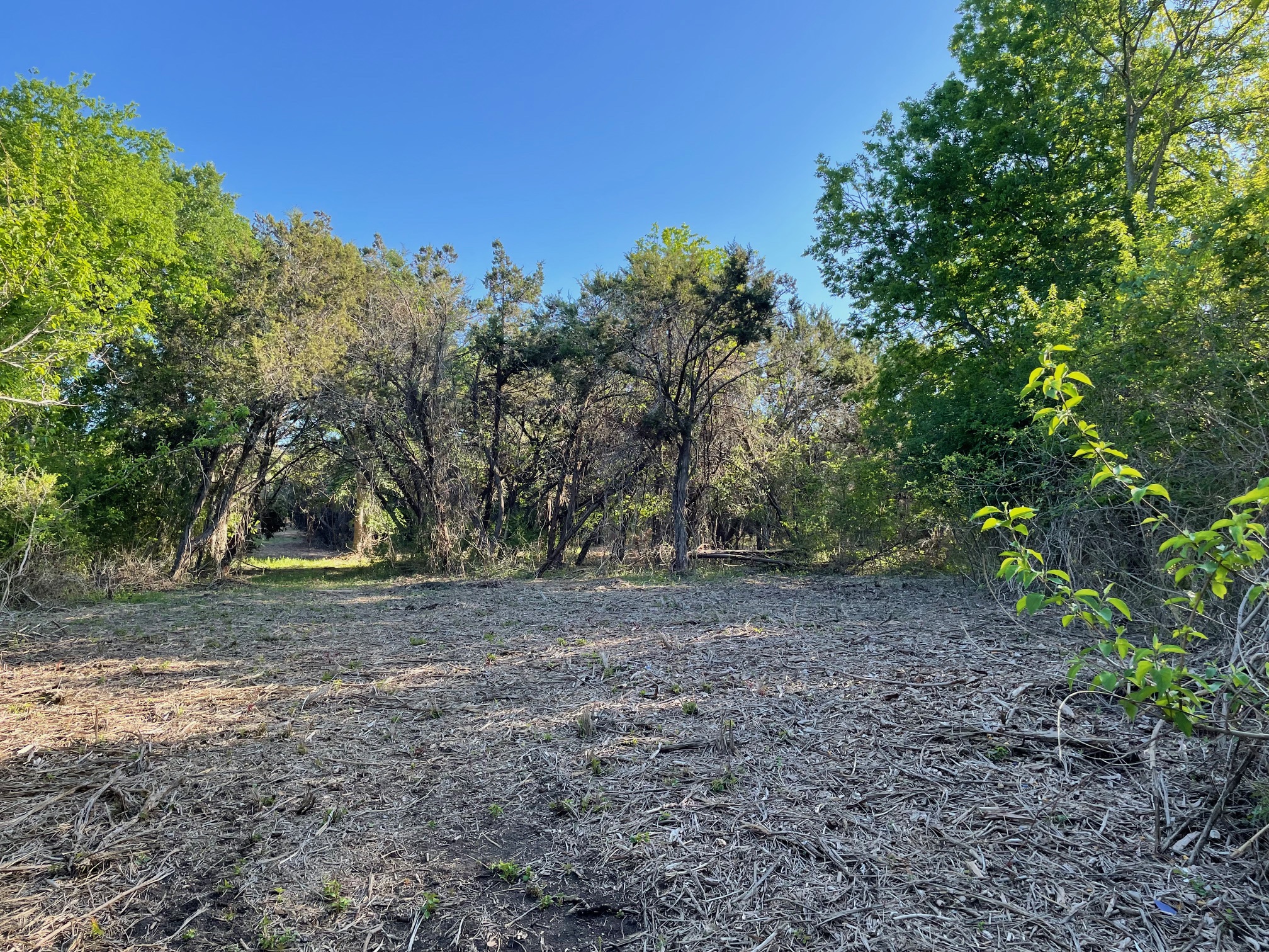 271 Ridgeline Road Leander, TX 78641 - Photo 4 of 20 a view of a yard with a tree