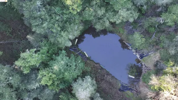 a view of a forest with a tree