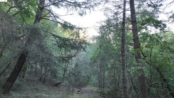 a view of a forest with trees in the background