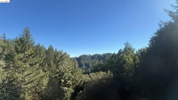 a view of a park with large trees