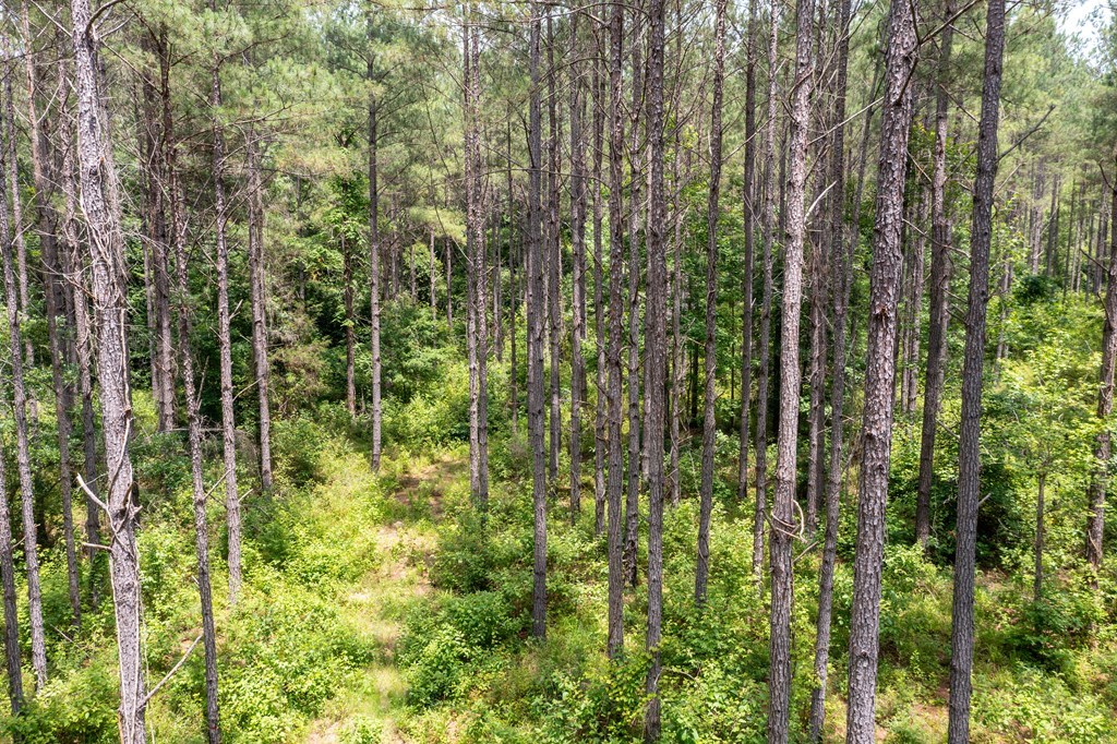 3 Comers Pond Road Pittsview, AL 36871 - Photo 10 of 51