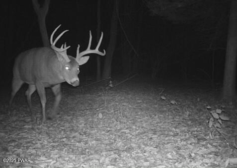 Gilpin Road Newfoundland, PA 18445 - Photo 6 of 53 Hunting
