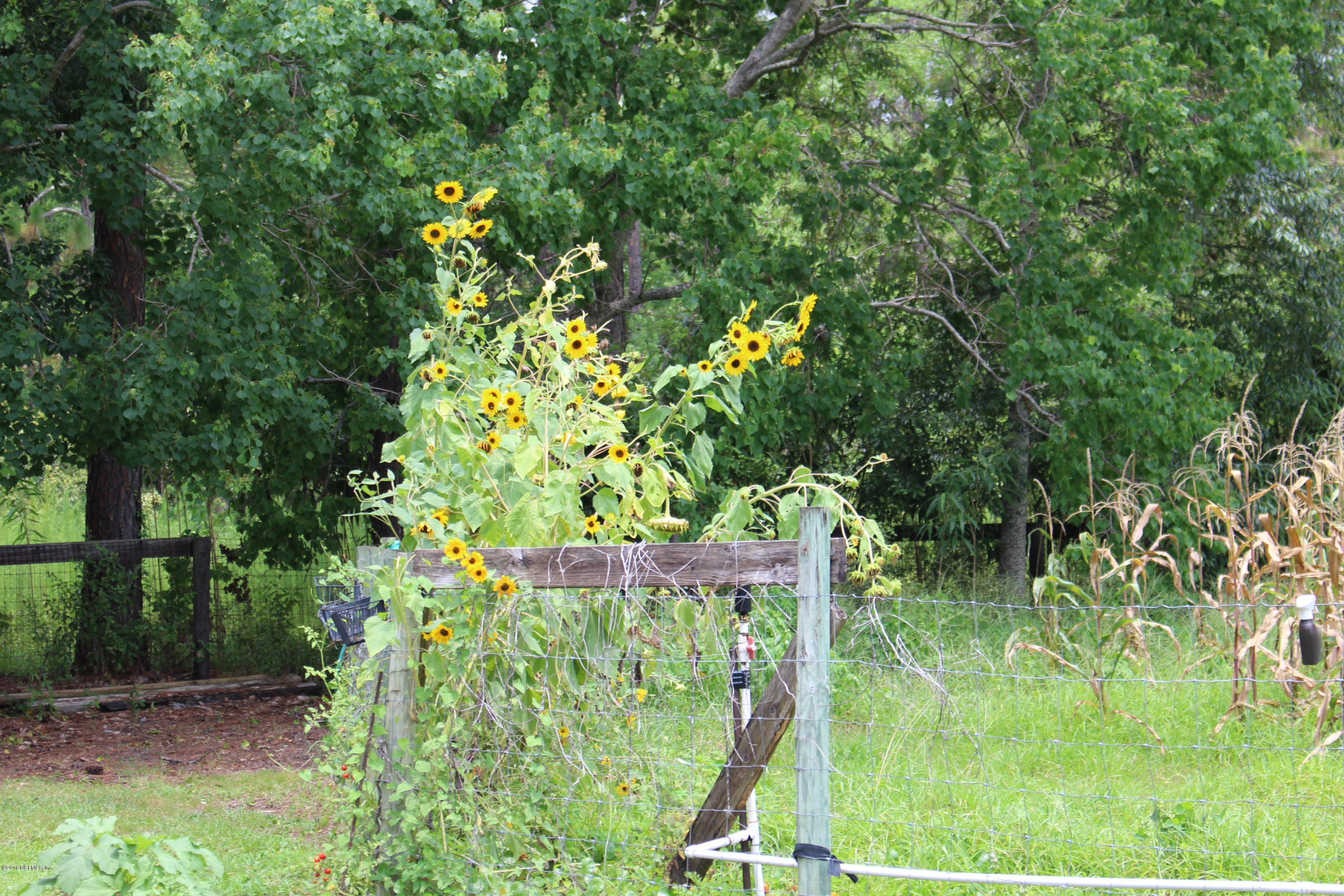 3872 Darlene Road Middleburg, FL 32068 - Photo 78 of 88 IMG_2395