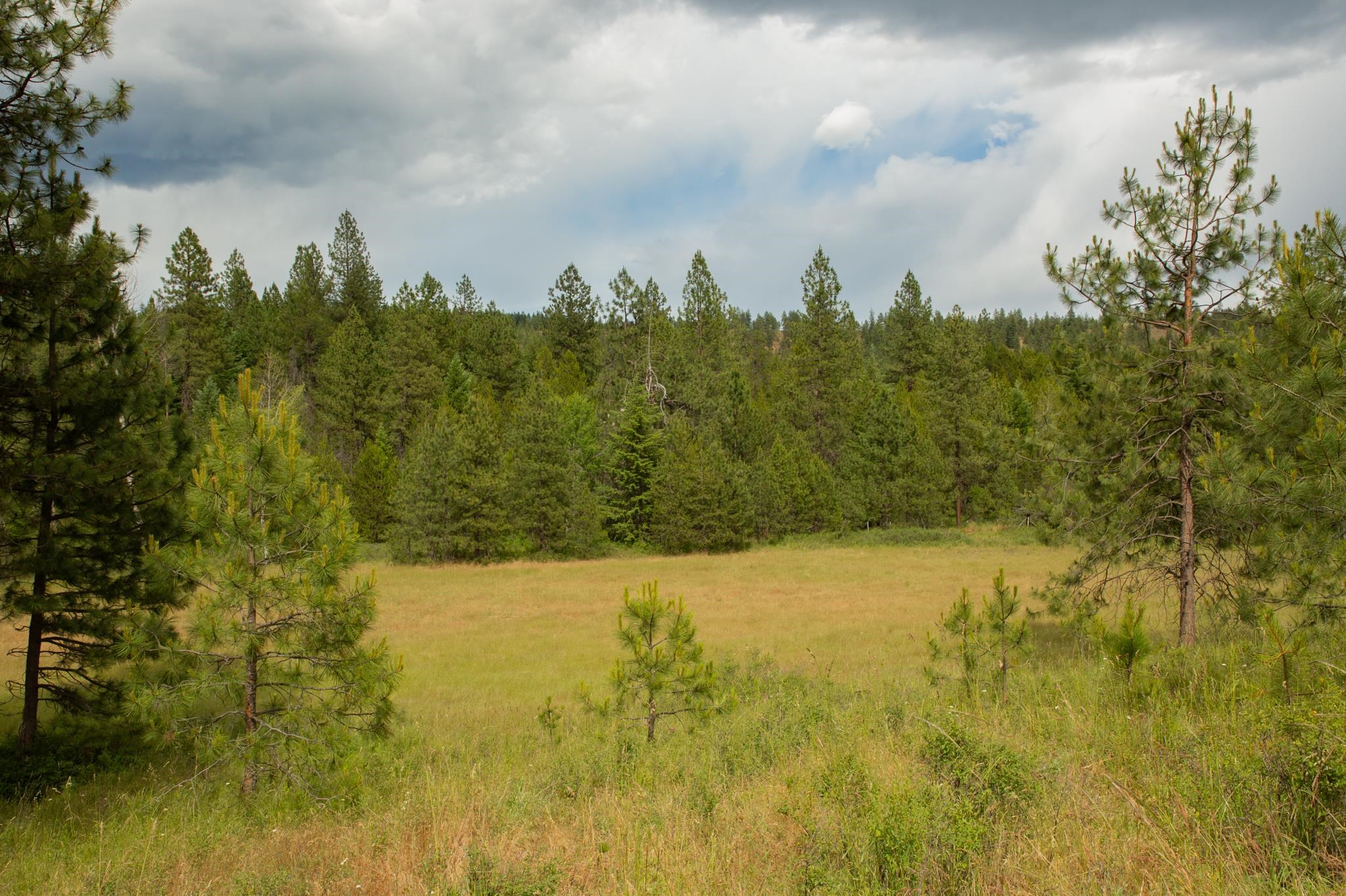 4110 Cemetery Road Springdale, WA 99173 - Photo 9 of 42