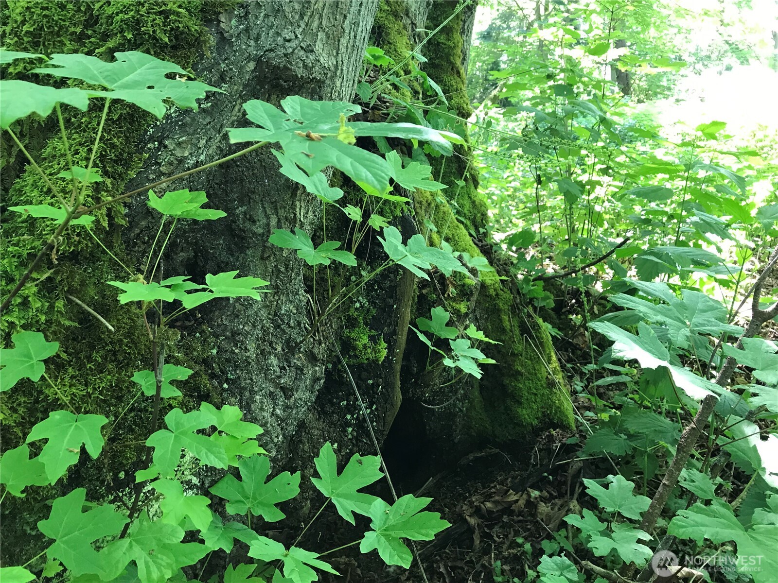 V2 Gedney Way Everett, WA 98201 - Photo 3 of 11 a plant with lots of trees