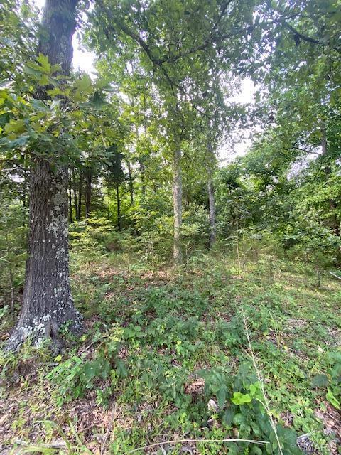 355 County Road 355 Caulfield, MO 65626 - Photo 5 of 12