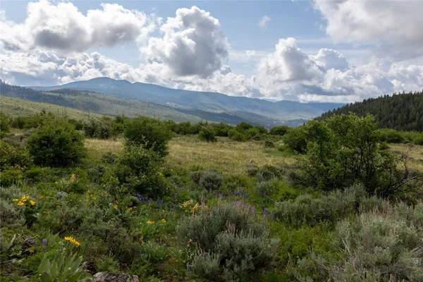 a view of a bunch of trees and bushes