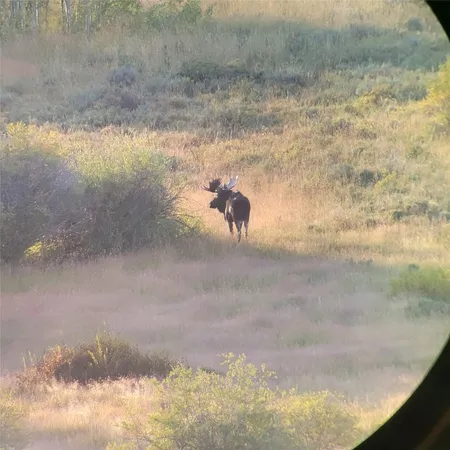 a view of a field with lots of trees