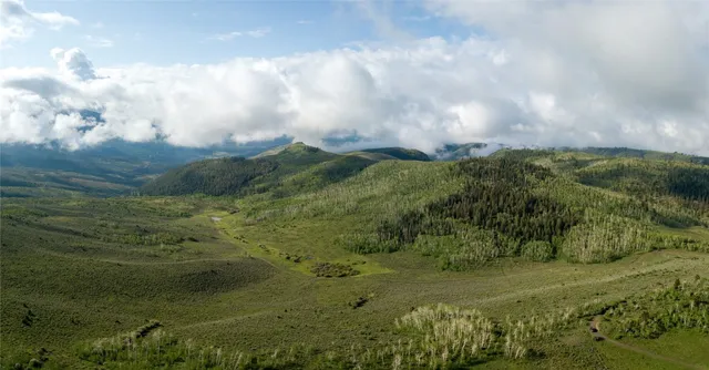 a view of a lush green forest with lots of trees