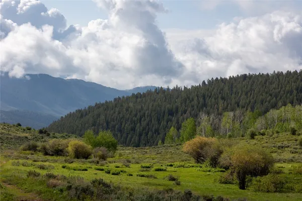 a view of a lush green forest with lots of trees