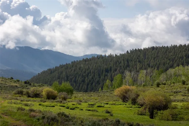 a view of a lush green forest with lots of trees