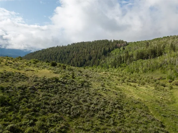 a view of a bunch of trees in background