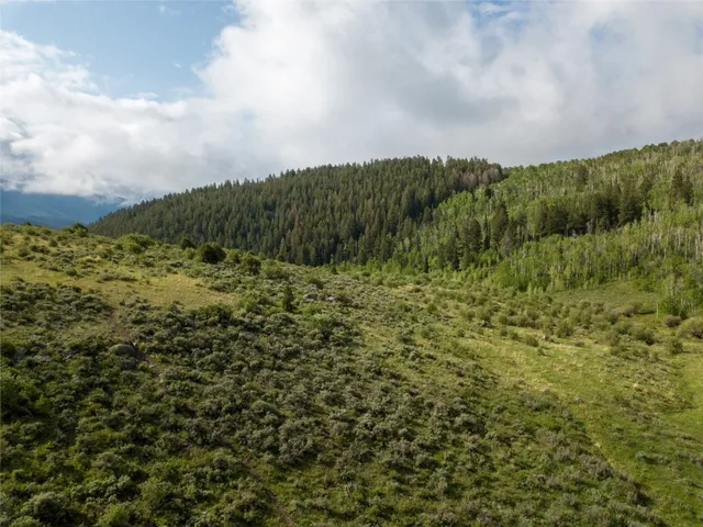 a view of a bunch of trees in background