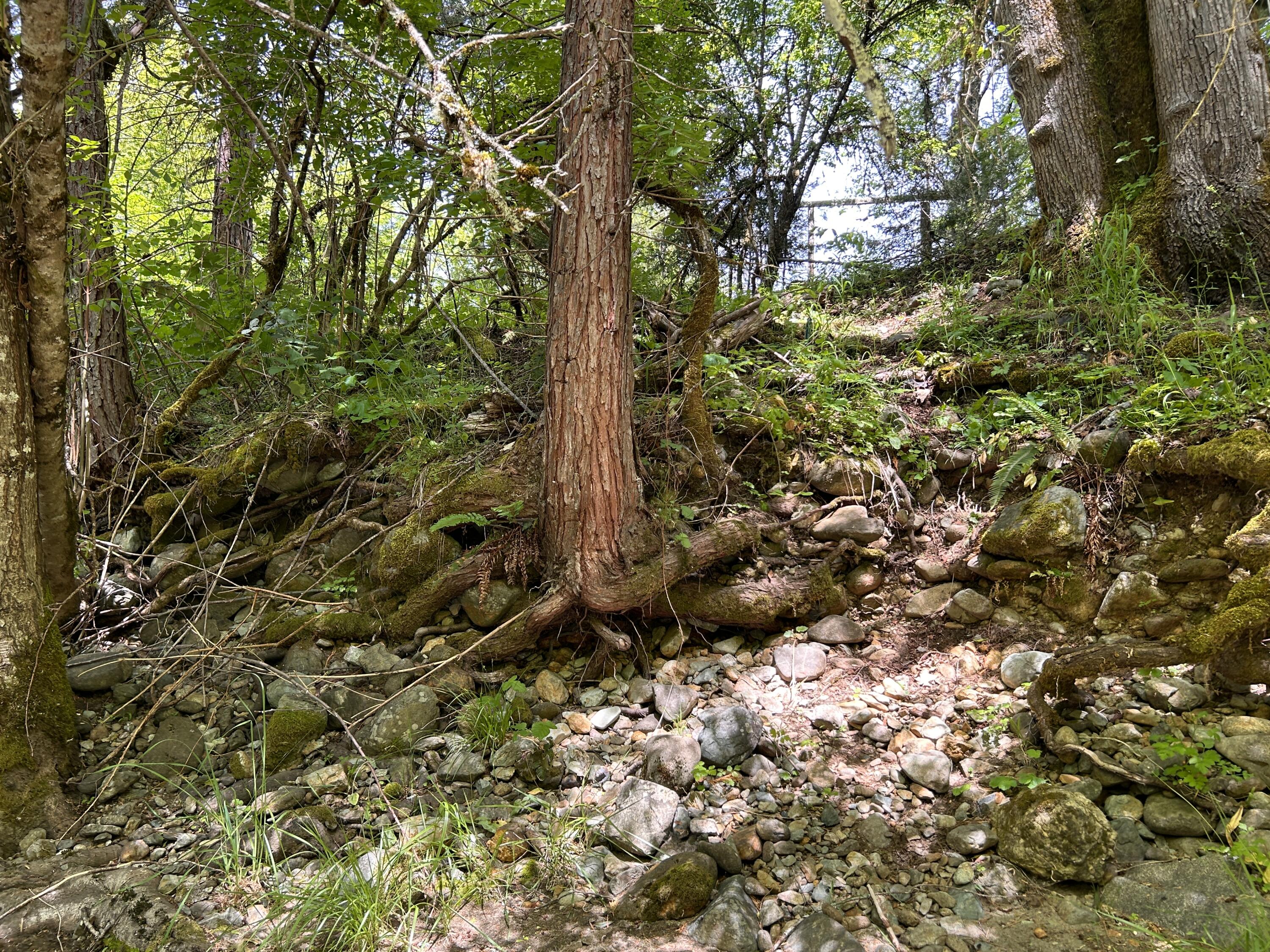 1773 Cedar Flat Road Williams, OR 97544 - Photo 13 of 13 a view of a tree in a yard