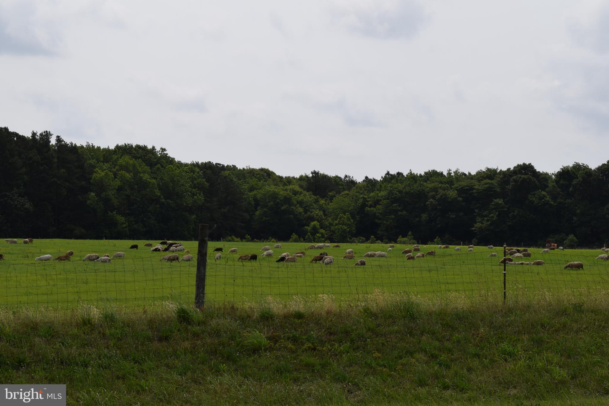 3571 Snow Hill Road Girdletree, MD 21829 - Photo 56 of 57 Gallery Image 56