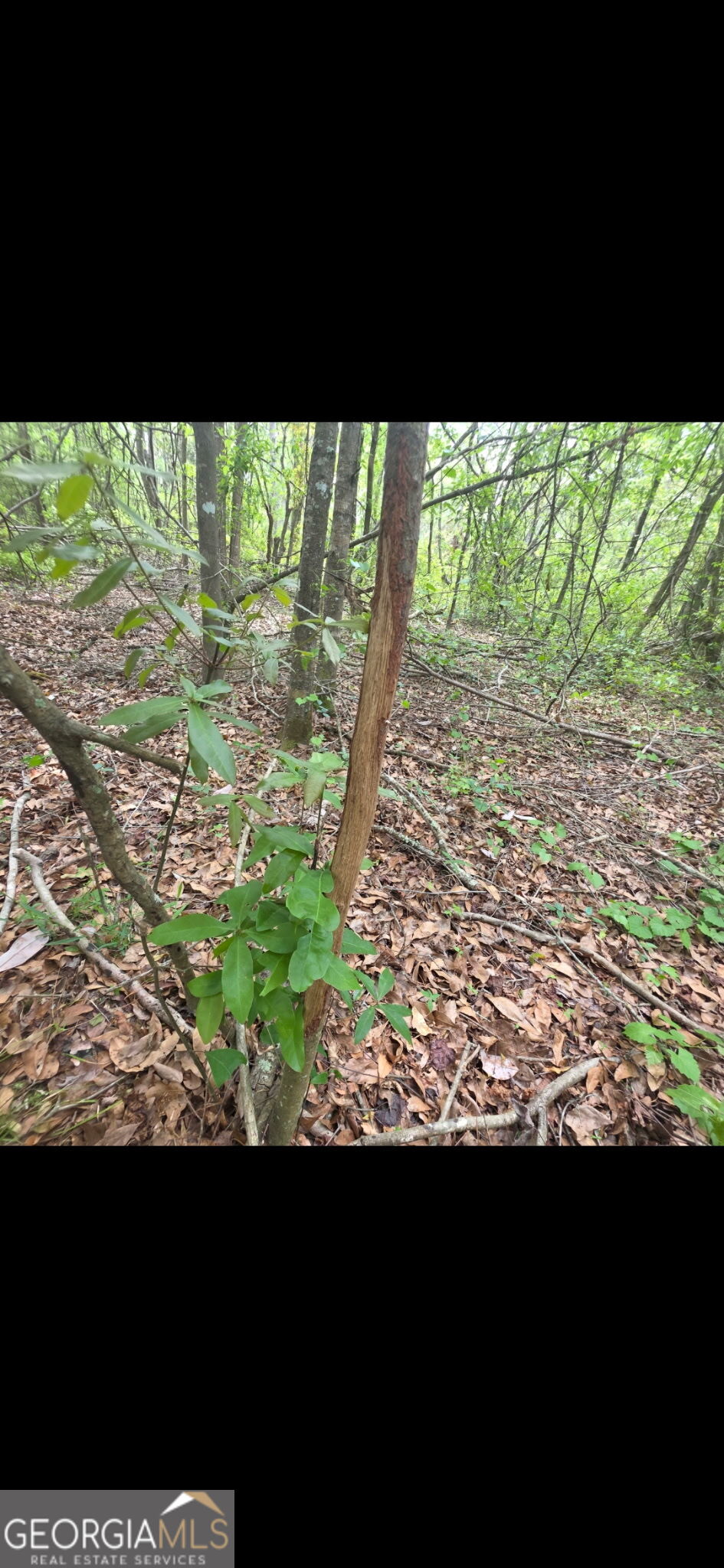 0 Twin Oaks Road Ray City, GA 31645 - Photo 31 of 33