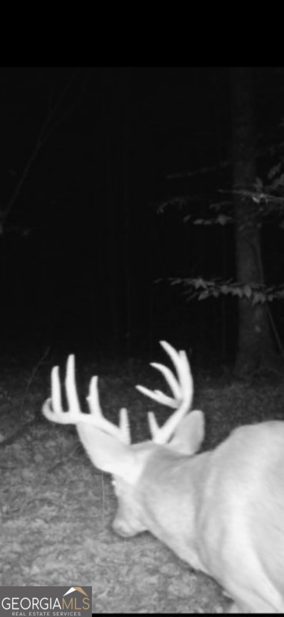 0 Twin Oaks Road Ray City, GA 31645 - Photo 32 of 33