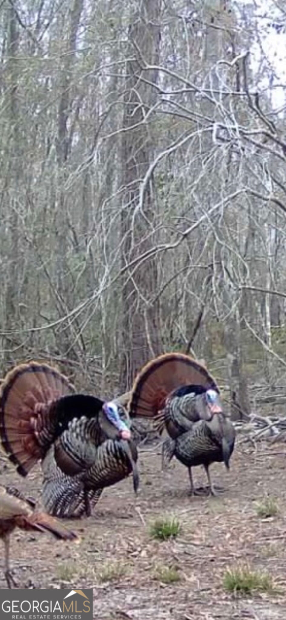 0 Twin Oaks Road Ray City, GA 31645 - Photo 33 of 33