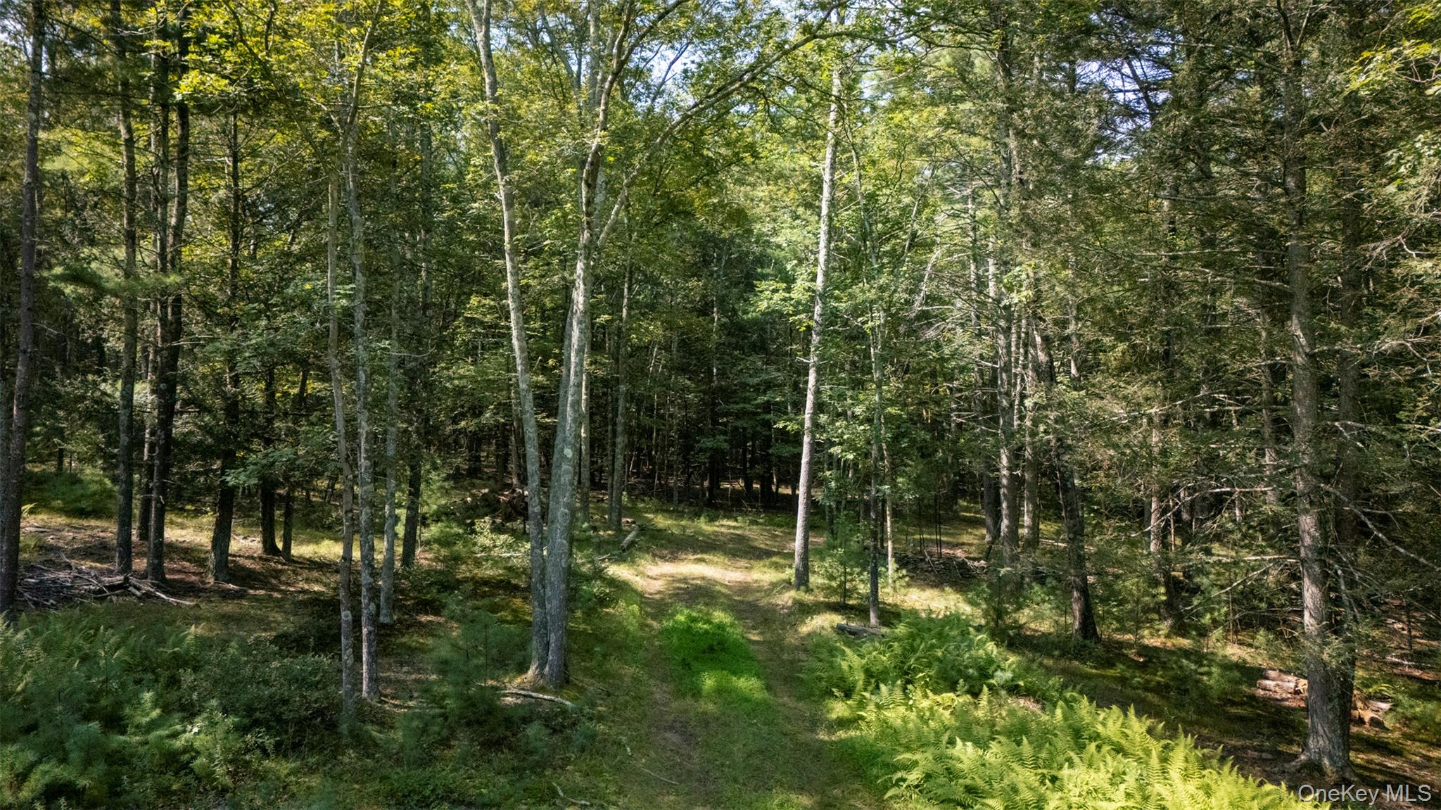 327 Phillips Road Saugerties, NY 12477 - Photo 13 of 24 View of woods
