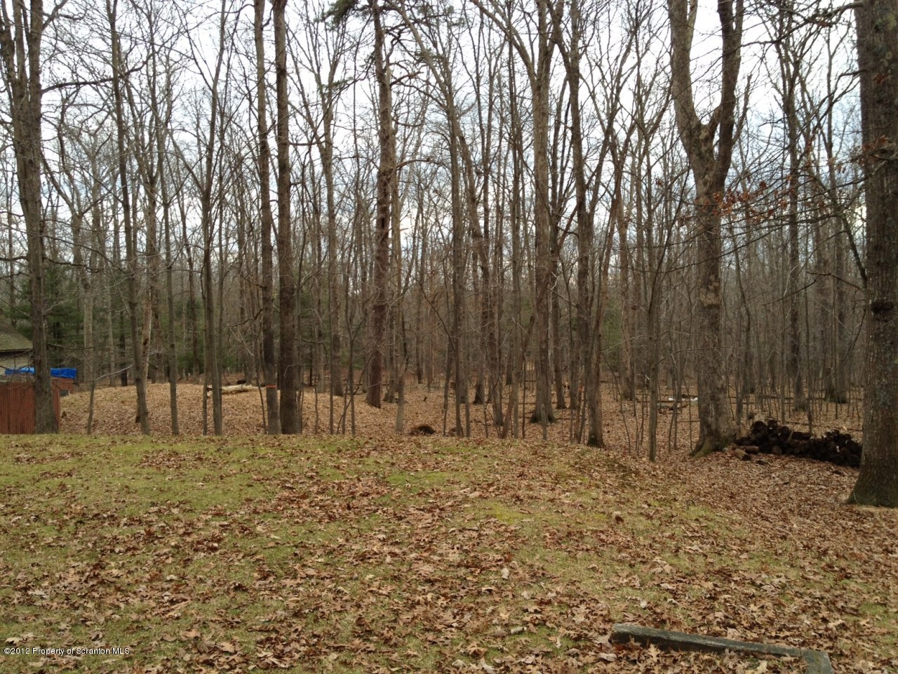 201 Butternut Road Milford, PA 18337 - Photo 3 of 10 a view of backyard with tall trees