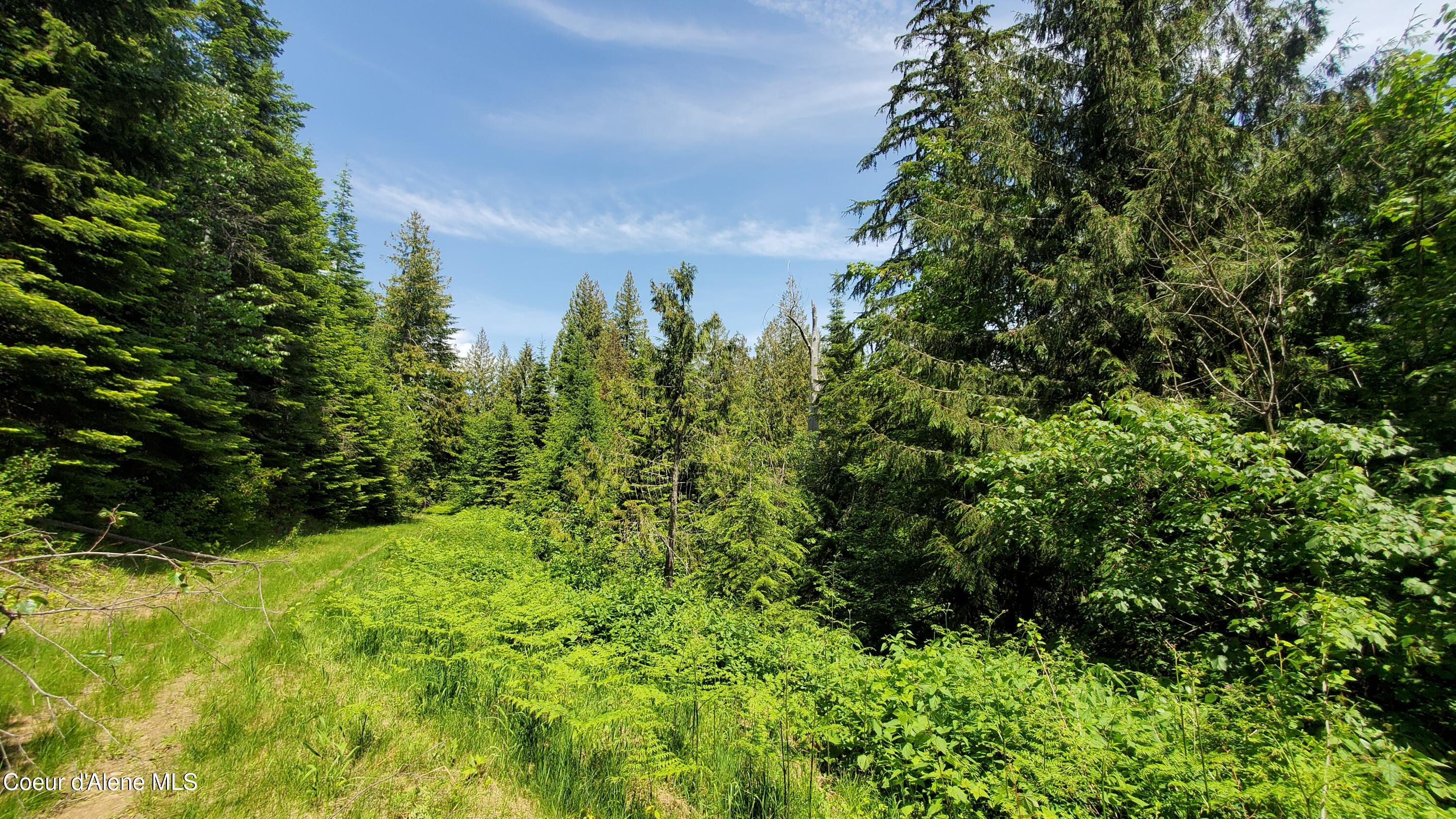 Nka East Trout Pond Road Athol, ID 83801 - Photo 1 of 1 Mature Trees