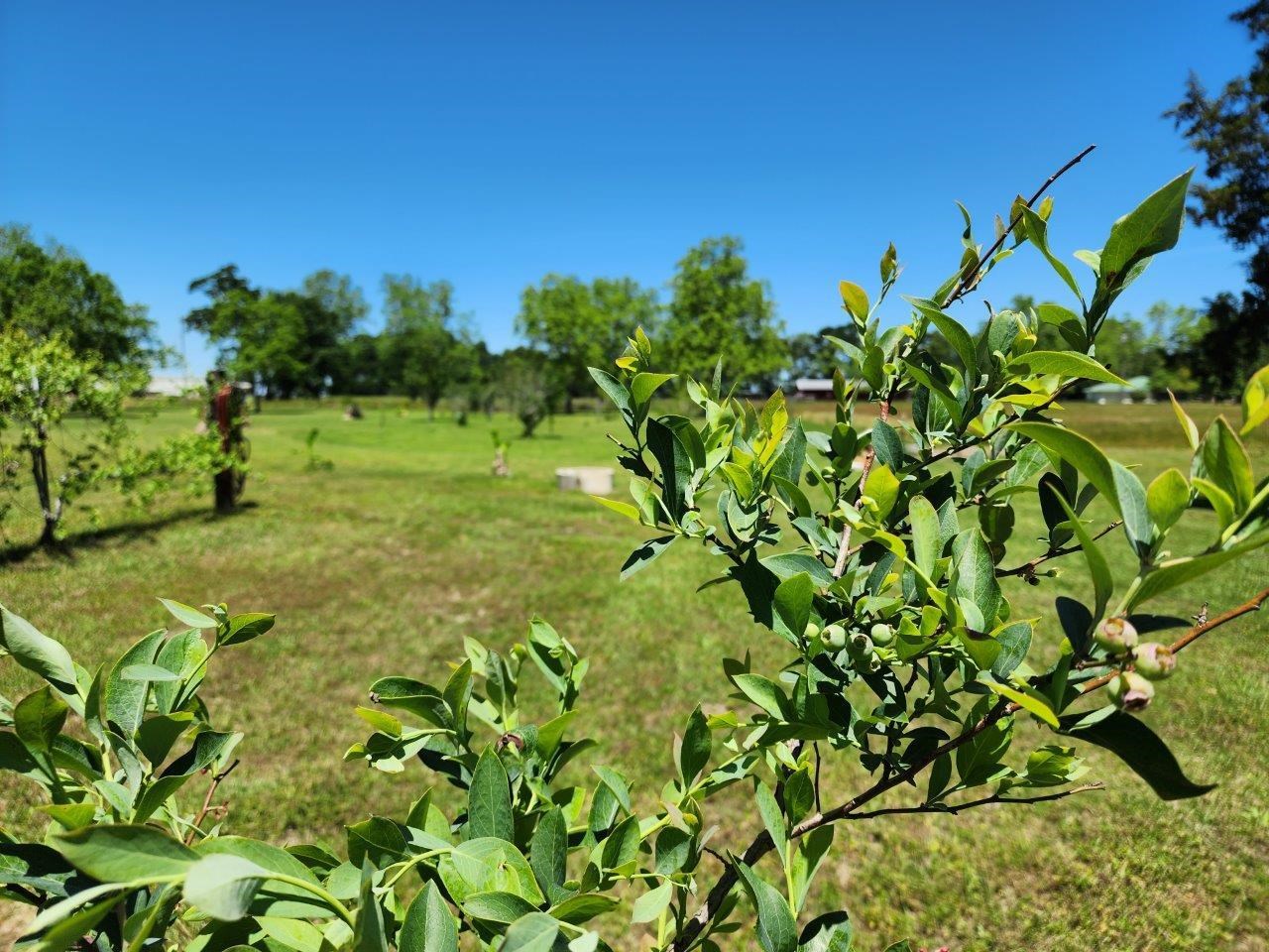 10585 Jack Springs Road Atmore, AL 36502 - Photo 42 of 50