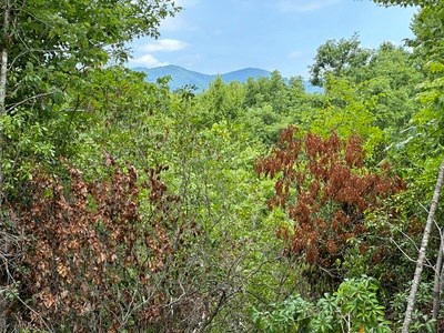 667 Long Branch Road Marble, NC 28905 - Photo 27 of 48