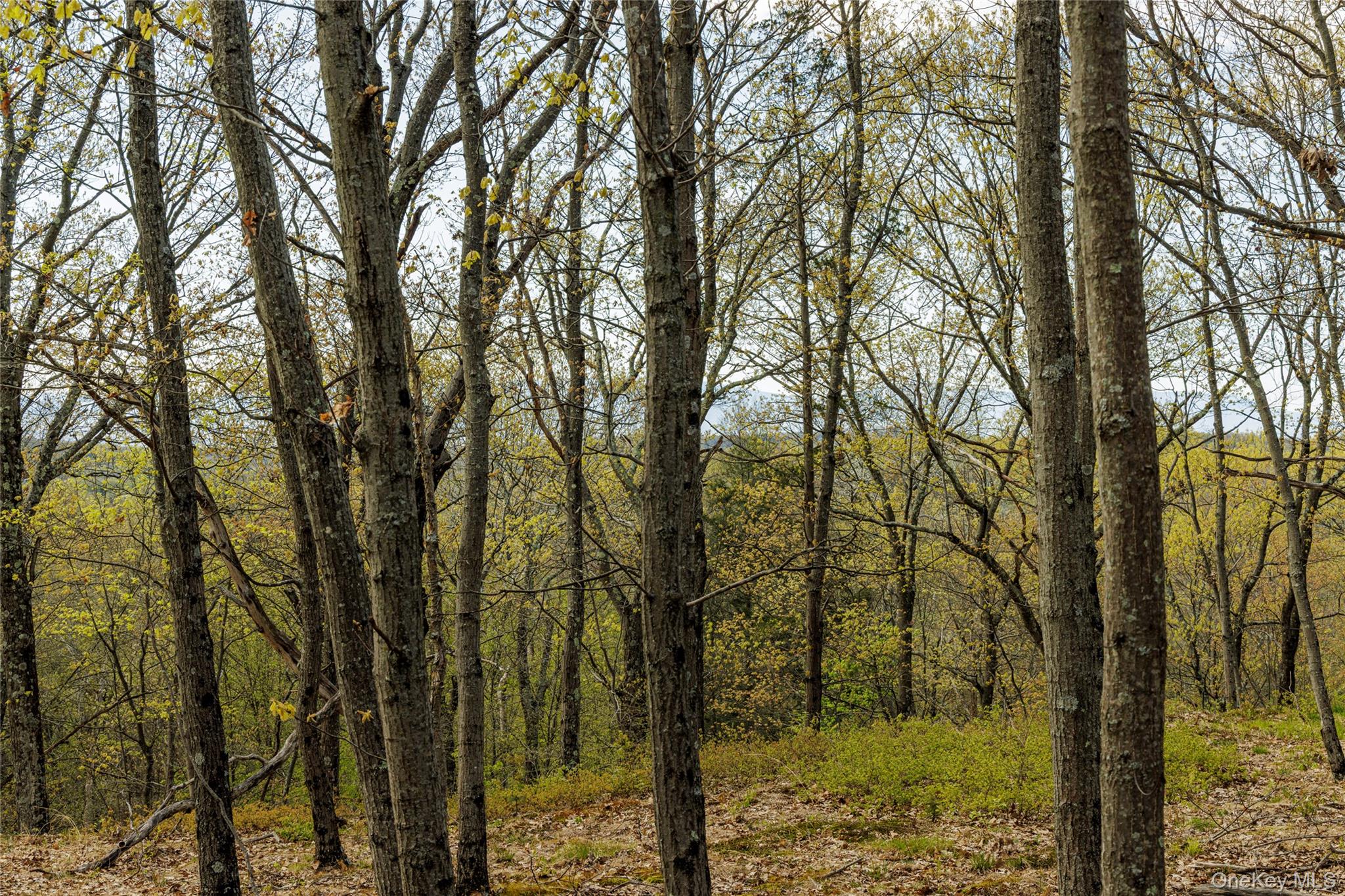 Schultz Hill Road Staatsburg, NY 12580 - Photo 2 of 10