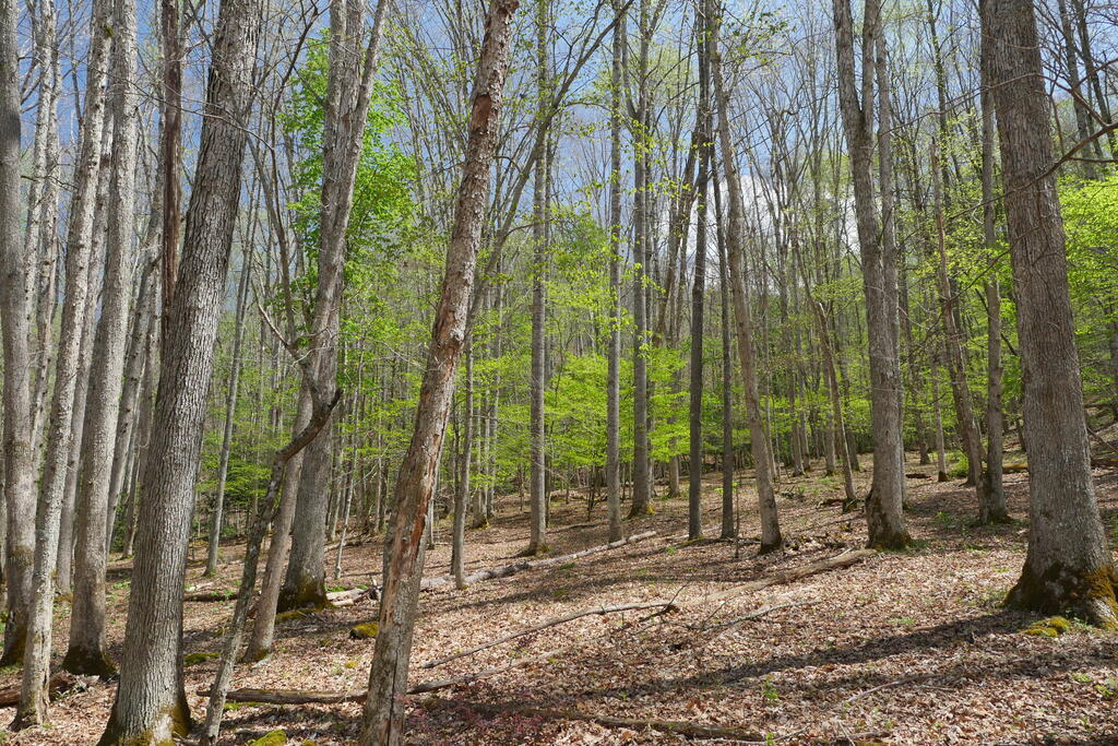 4020 Freestone Valley Road Tannersville, VA 24377 - Photo 94 of 109 Gallery Image 94