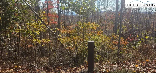 a view of a tree in a forest
