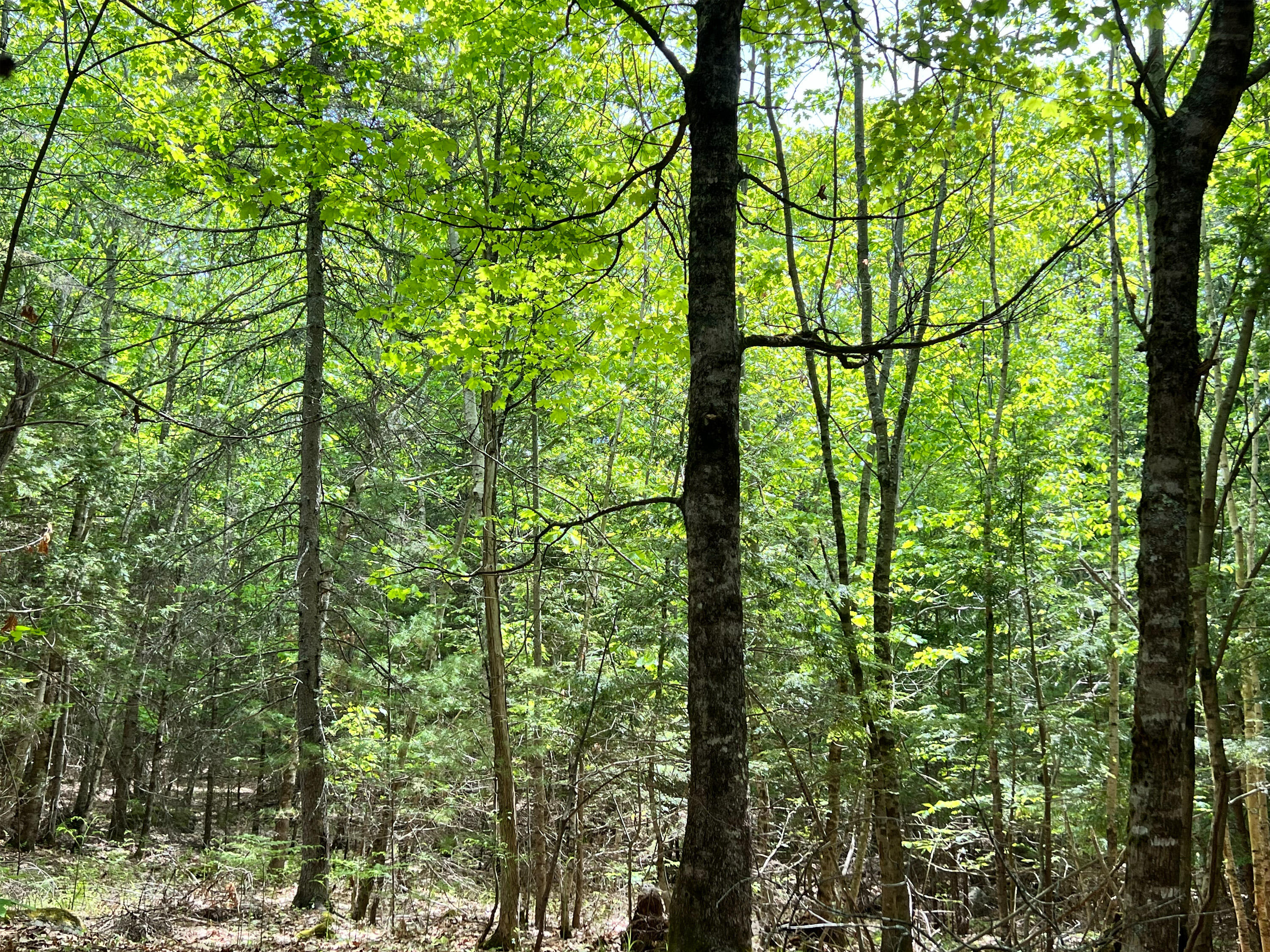 woods 1