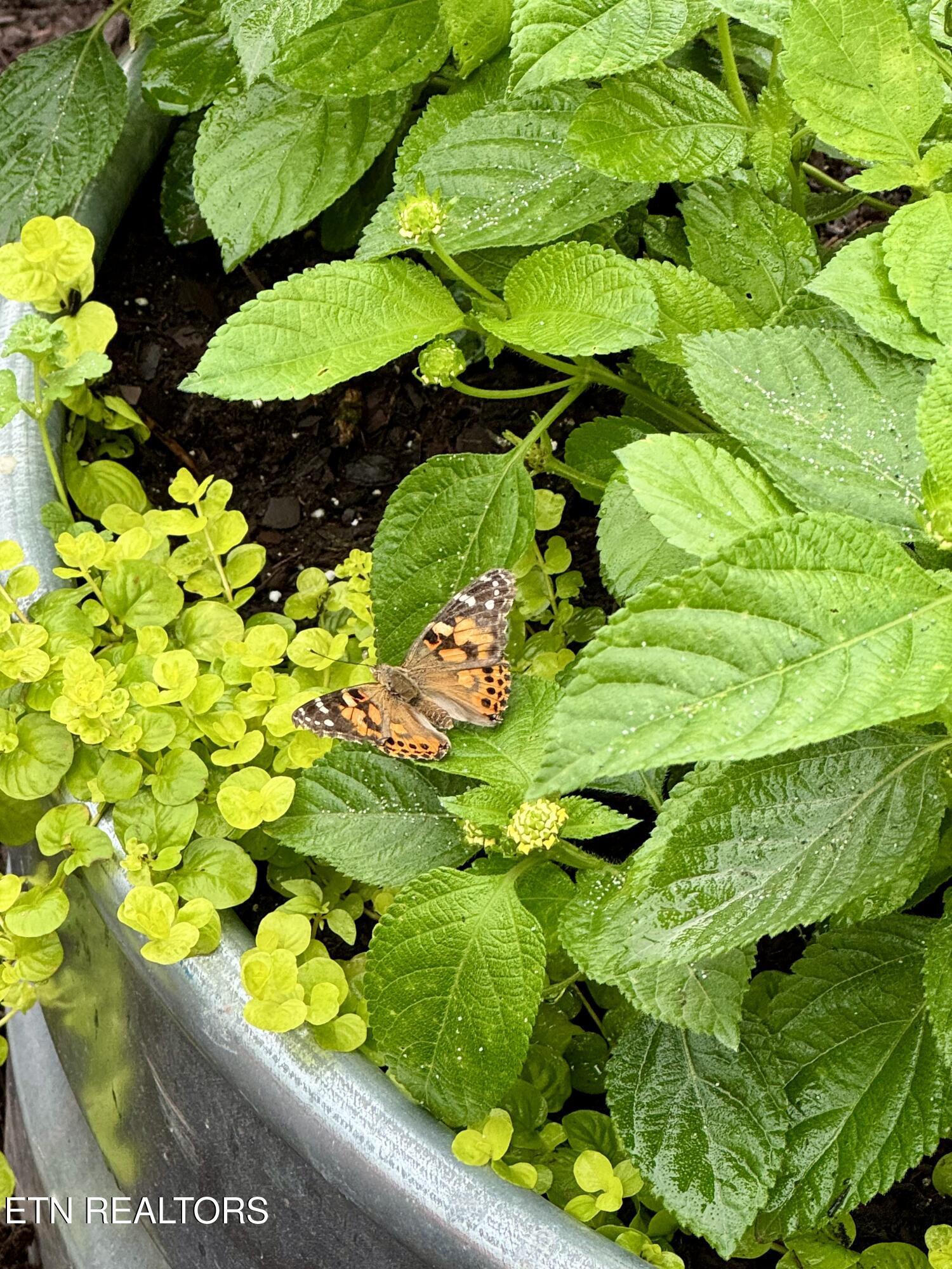 225 Collier Drive, Unit 2311 Sevierville, TN 37862 - Photo 26 of 49 IMG_2629